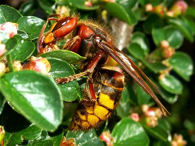 Vespa crabro Germana queen - Hornet on a Cotoneaster, small file; Hornissenkoenigin auf Zwergmispelstrauch, Seitenansicht, kleinere Dateigroesse; Diese Königin hat den Winter überstanden und nutzt die
