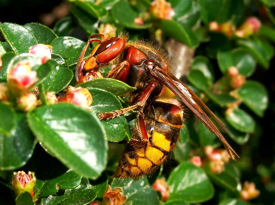 Vespa crabro germana Queen - Hornet on a Cotoneaster, Germany. The hugest Wasp on earth with wonderful colours! This Photo was taken about 50 Kilometers south from Frankfurt/Main in Germany in my own 