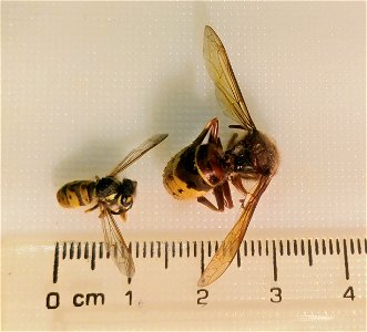 Size comparison of Wasp (assumed Vespula germanica of Vespula vulgaris) and Hornet (Vespa crabro). Both found dead, NRW Germany.