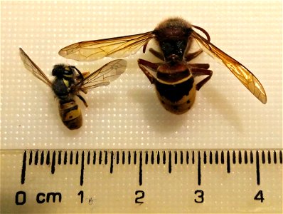 Size comparison of Wasp (assumed Vespula germanica of Vespula vulgaris) and Hornet (Vespa crabro). Both found dead, NRW Germany.