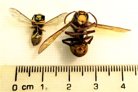 Size comparison of Wasp (assumed Vespula germanica of Vespula vulgaris) and Hornet (Vespa crabro). Both found dead, NRW Germany.