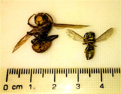 Size comparison of Wasp (assumed Vespula germanica of Vespula vulgaris) and Hornet (Vespa crabro). Both found dead, NRW Germany.