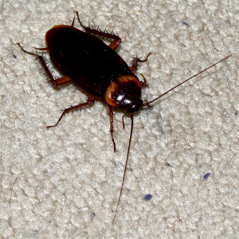 An American Cockroach photographed in a house in Portland, Texas, United States, on August 14, 2009.