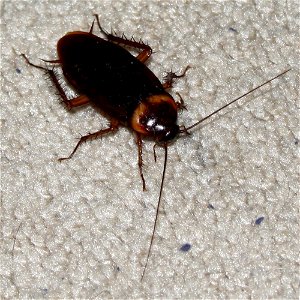 An American Cockroach photographed in a house in Portland, Texas, United States, on August 14, 2009. photo