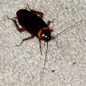 An American Cockroach photographed in a house in Portland, Texas, United States, on August 14, 2009.