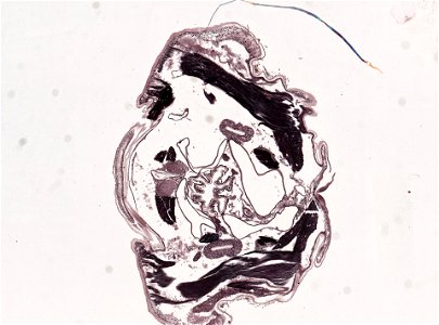 PRESERVED_SPECIMEN; ; ; microslide; microslide; ; IZ number 98956; lot count 1; Microslide 01, balsam, head, longitudinal section; Microslide 02, balsam, head, longitudinal section; Mic