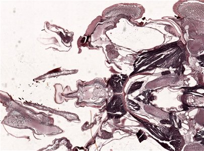 PRESERVED_SPECIMEN; ; ; microslide; microslide; ; IZ number 98956; lot count 1; Microslide 01, balsam, head, longitudinal section; Microslide 02, balsam, head, longitudinal section; Mic