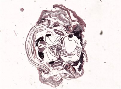 PRESERVED_SPECIMEN; ; ; microslide; microslide; ; IZ number 98956; lot count 1; Microslide 01, balsam, head, longitudinal section; Microslide 02, balsam, head, longitudinal section; Mic