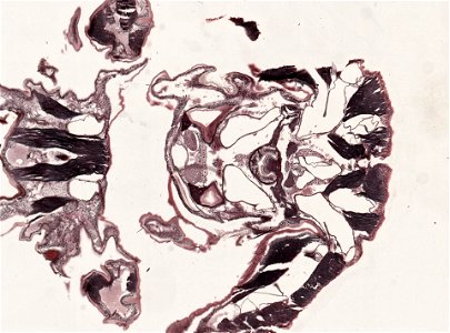 PRESERVED_SPECIMEN; ; ; microslide; microslide; ; IZ number 98956; lot count 1; Microslide 01, balsam, head, longitudinal section; Microslide 02, balsam, head, longitudinal section; Mic