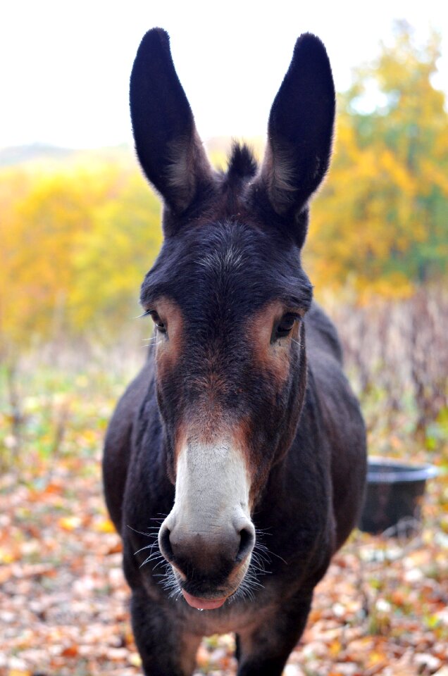 Nature mule ears