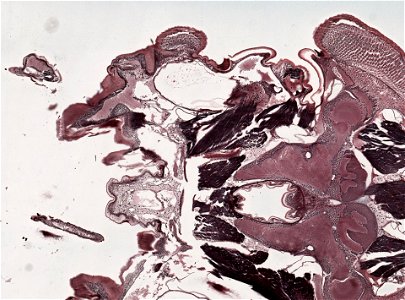 PRESERVED_SPECIMEN; ; ; microslide; microslide; ; IZ number 98956; lot count 1; Microslide 01, balsam, head, longitudinal section; Microslide 02, balsam, head, longitudinal section; Mic