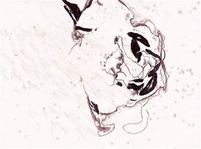 PRESERVED_SPECIMEN; ; ; microslide; microslide; ; IZ number 98956; lot count 1; Microslide 01, balsam, head, longitudinal section; Microslide 02, balsam, head, longitudinal section; Mic