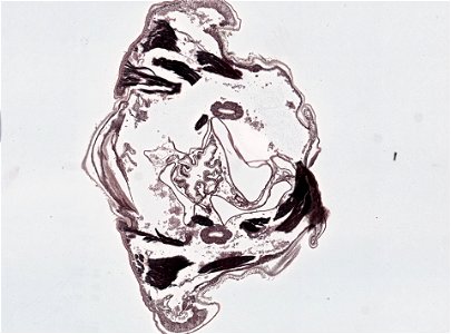 PRESERVED_SPECIMEN; ; ; microslide; microslide; ; IZ number 98956; lot count 1; Microslide 01, balsam, head, longitudinal section; Microslide 02, balsam, head, longitudinal section; Mic photo