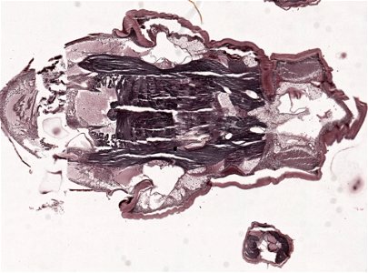 PRESERVED_SPECIMEN; ; ; microslide; microslide; ; IZ number 98956; lot count 1; Microslide 01, balsam, head, longitudinal section; Microslide 02, balsam, head, longitudinal section; Mic