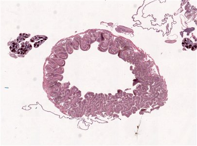 PRESERVED_SPECIMEN; ; ; microslide; ; IZ number 98975; lot count 1; Microslide 01, balsam, salivary gland, serial section; Microslide 02, balsam, salivary gland, serial section; Microsl photo