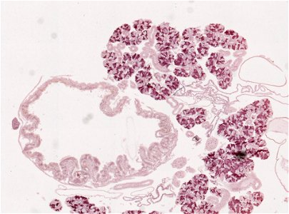 PRESERVED_SPECIMEN; ; ; microslide; ; IZ number 98975; lot count 1; Microslide 01, balsam, salivary gland, serial section; Microslide 02, balsam, salivary gland, serial section; Microsl photo