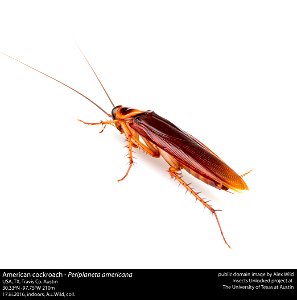 American cockroach - Periplaneta americana
USA, TX, Travis Co. Austin
30.33ºN -97.75ºW 210m

17.iii.2016, indoors, A.L.Wild, coll.