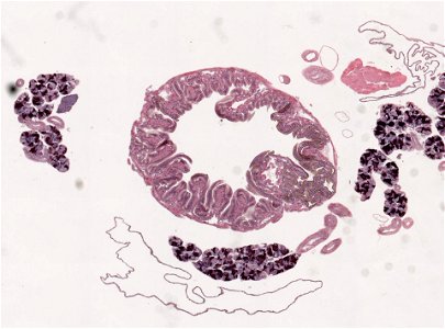 PRESERVED_SPECIMEN; ; ; microslide; ; IZ number 98975; lot count 1; Microslide 01, balsam, salivary gland, serial section; Microslide 02, balsam, salivary gland, serial section; Microsl