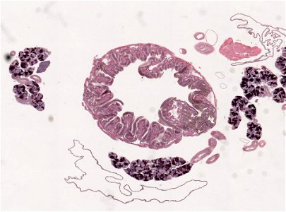 PRESERVED_SPECIMEN; ; ; microslide; ; IZ number 98975; lot count 1; Microslide 01, balsam, salivary gland, serial section; Microslide 02, balsam, salivary gland, serial section; Microsl photo