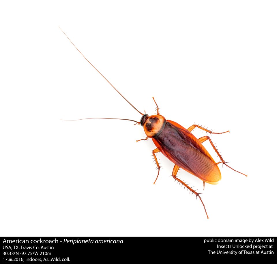 American cockroach - Periplaneta americana
USA, TX, Travis Co. Austin
30.33ºN -97.75ºW 210m

17.iii.2016, indoors, A.L.Wild, coll.