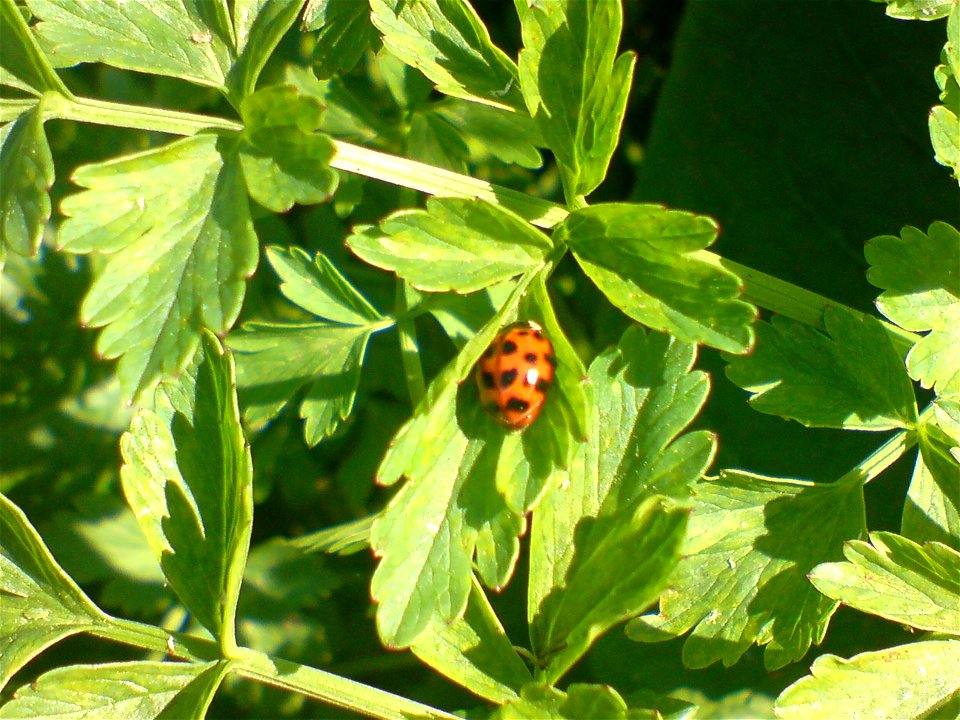 Harmonia axyridis on a leaf in Richmond Park, London.