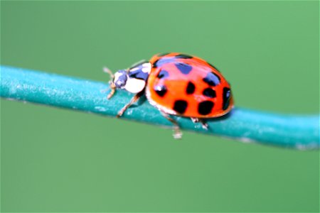 Coccinellidae - Harmonia axyridis - Belgium photo