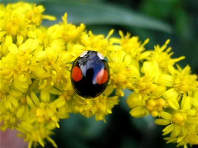 Harmonia axyridis (wp:en) - "conspicua" variation. Location: Unused patch of land of business park "Boeldershoek" near Hengelo (Overijssel) in the Netherlands. --- Veelkleurig Aziatisch lieveheersbee photo