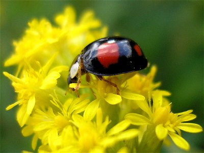 Harmonia axyridis (wp:en) - "spectabilis" variation. Location: Unused patch of land of business park "Boeldershoek" near Hengelo (Overijssel) in the Netherlands. photo