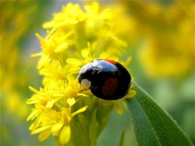 Harmonia axyridis (wp:en) - "spectabilis" variation.
Location: Unused patch of land of business park "Boeldershoek" near Hengelo (Overijssel) in the Netherlands.
---
 Veelkleurig Aziatisch lieveheersb