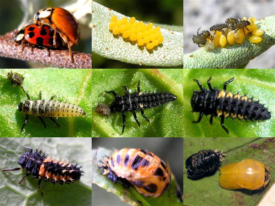 Harmonia axyridis life cycle