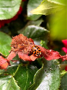 Asian Lady Beetle (Harmonia axyridis) photo