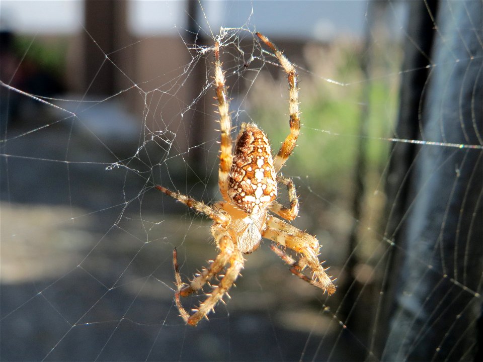 Gartenkreuzspinne (Araneus diadematus) in Hockenheim