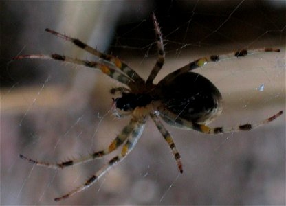 araignée sur sa toile photo