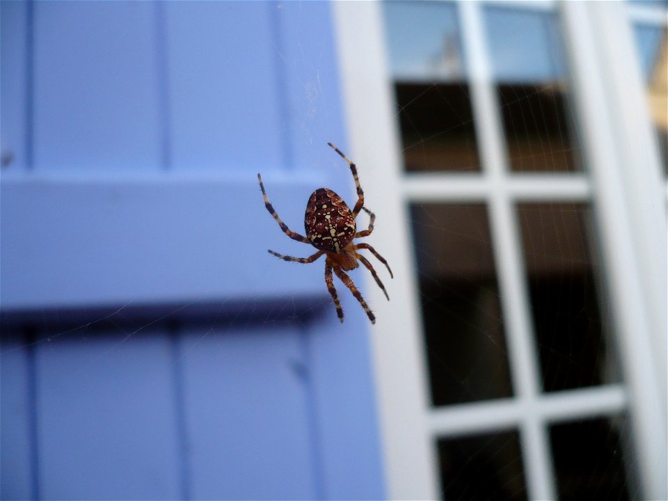 Araignée du mois de septembre, prise en photo dans un petit village au sud de Château-Thierry.