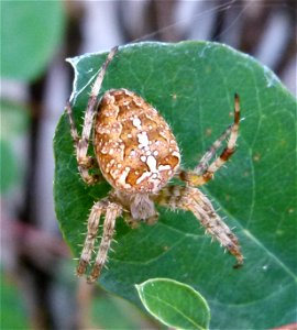 Araneus diadematus photo