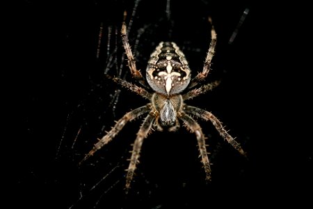 Araneus diadematus Cross spider photo
