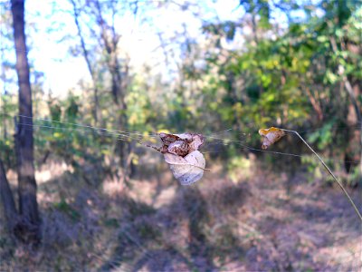 Araneus diadematus