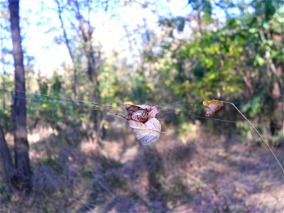 Araneus diadematus photo