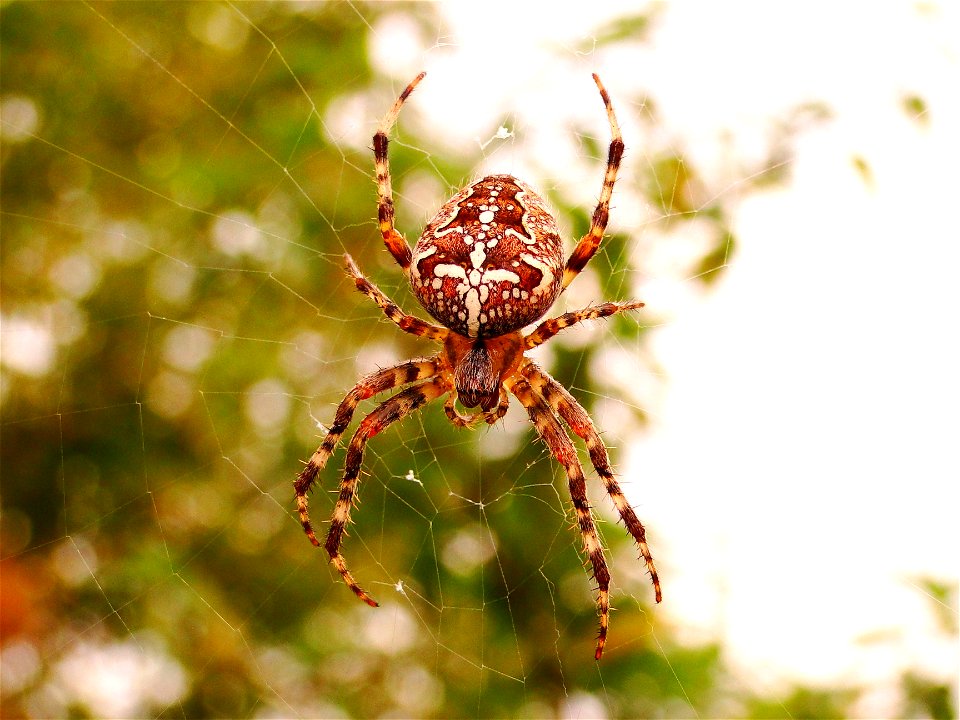 Unidentified spider