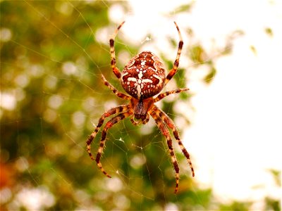 Unidentified spider photo