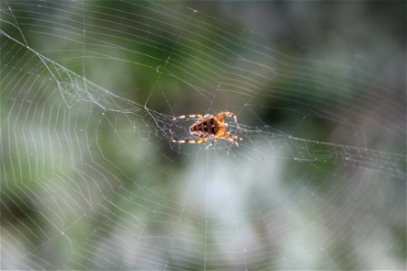 Araneus diadematus

 Gartenkreuzspinne