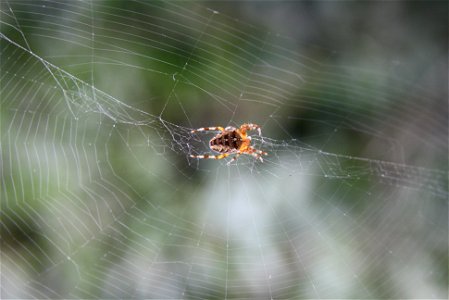 Araneus diadematus Gartenkreuzspinne photo