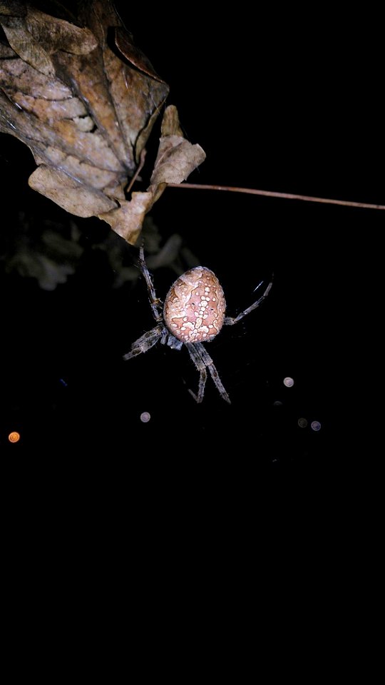 Cross Orbweaver (Araneus diadematus) photo