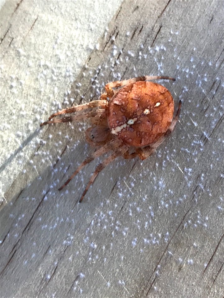Cross Orbweaver (Araneus diadematus)