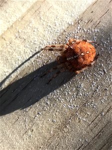 Cross Orbweaver (Araneus diadematus) photo