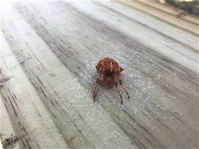 Cross Orbweaver (Araneus diadematus) photo