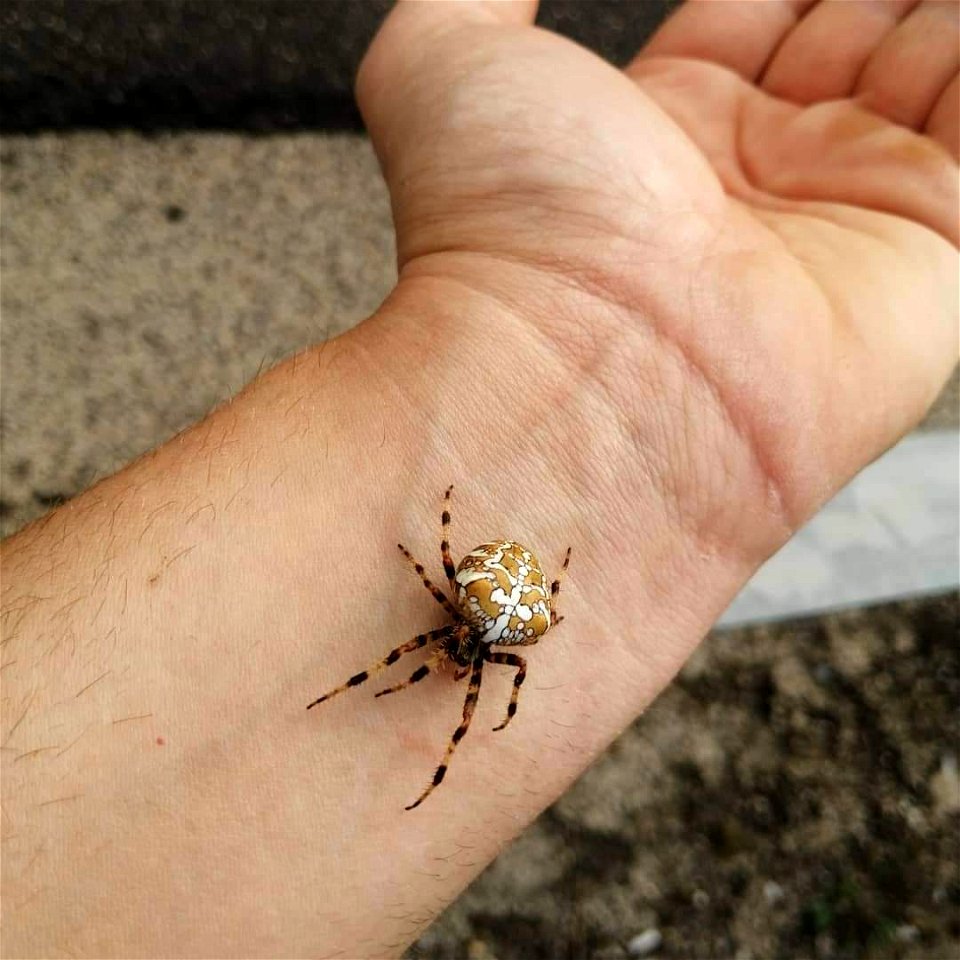 Cross Orbweaver (Araneus diadematus)