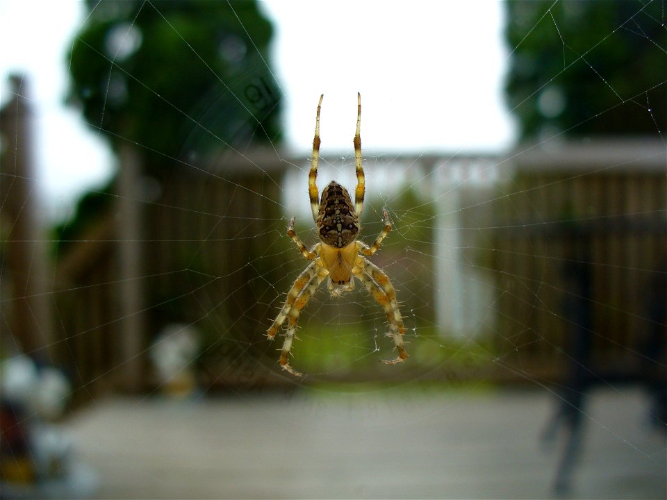 I am the originator of this photo. I hold the copyright. I release it to the public domain. This photo depicts a spider.