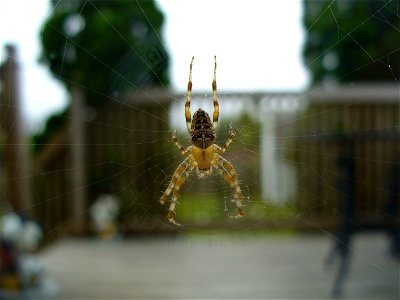 I am the originator of this photo. I hold the copyright. I release it to the public domain. This photo depicts a spider. photo