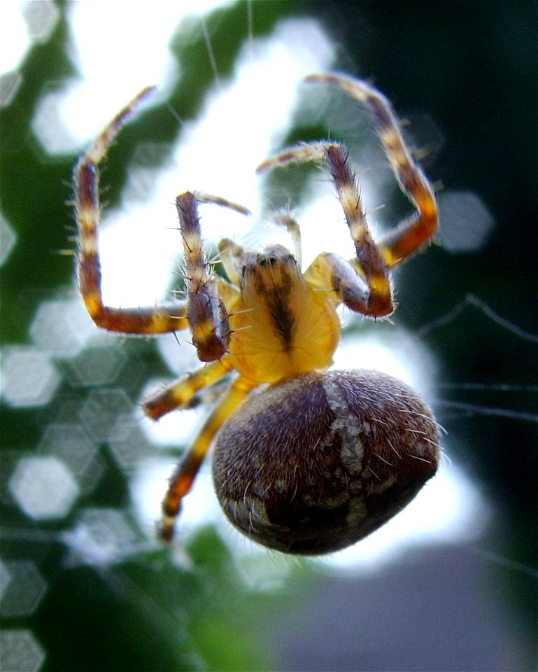 Araneus diadematus garden spider.